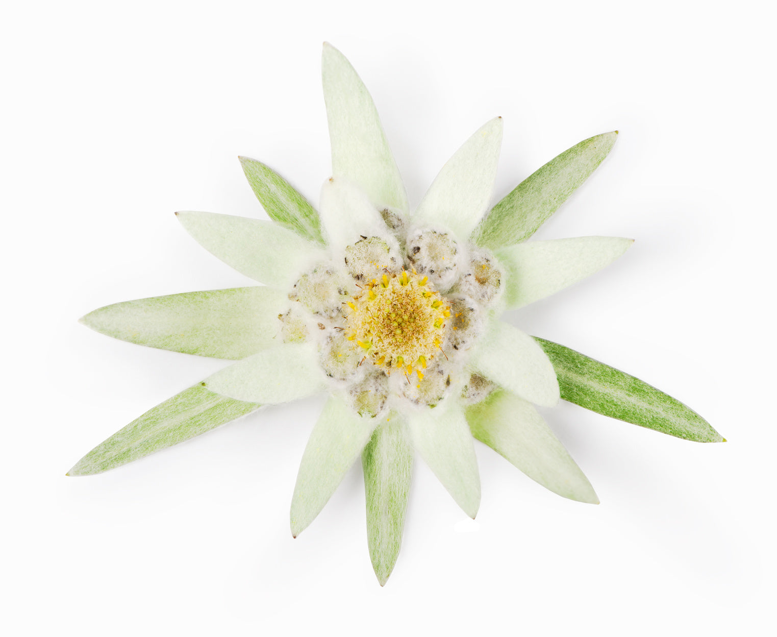 Das Edelweiss... und warum wir es so lieben
