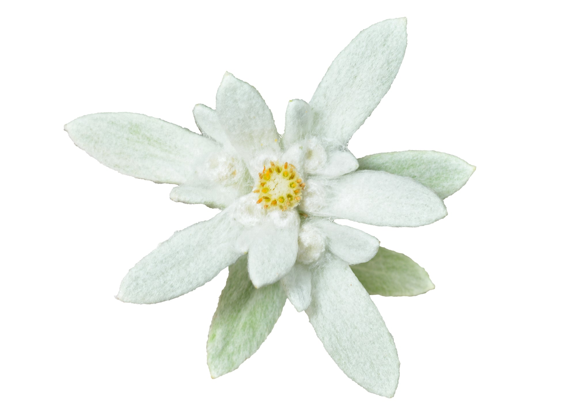 Die zauberhafte Geschichte eines Edelweiß