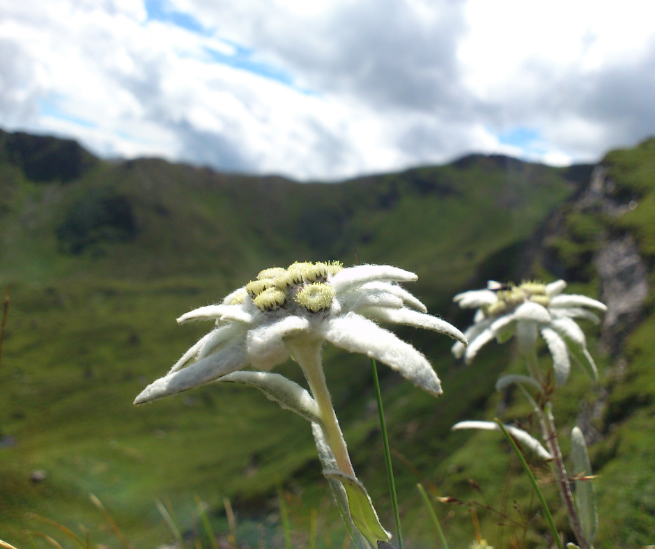 Warum die Beauty-Welt über Edelweiß flüstert – Das Geheimnis der Alpen in Trettl True