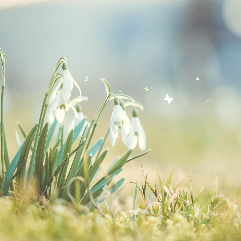 Selbstfürsorge und Erneuerung im Frühling: Ein Neubeginn für Körper und Seele