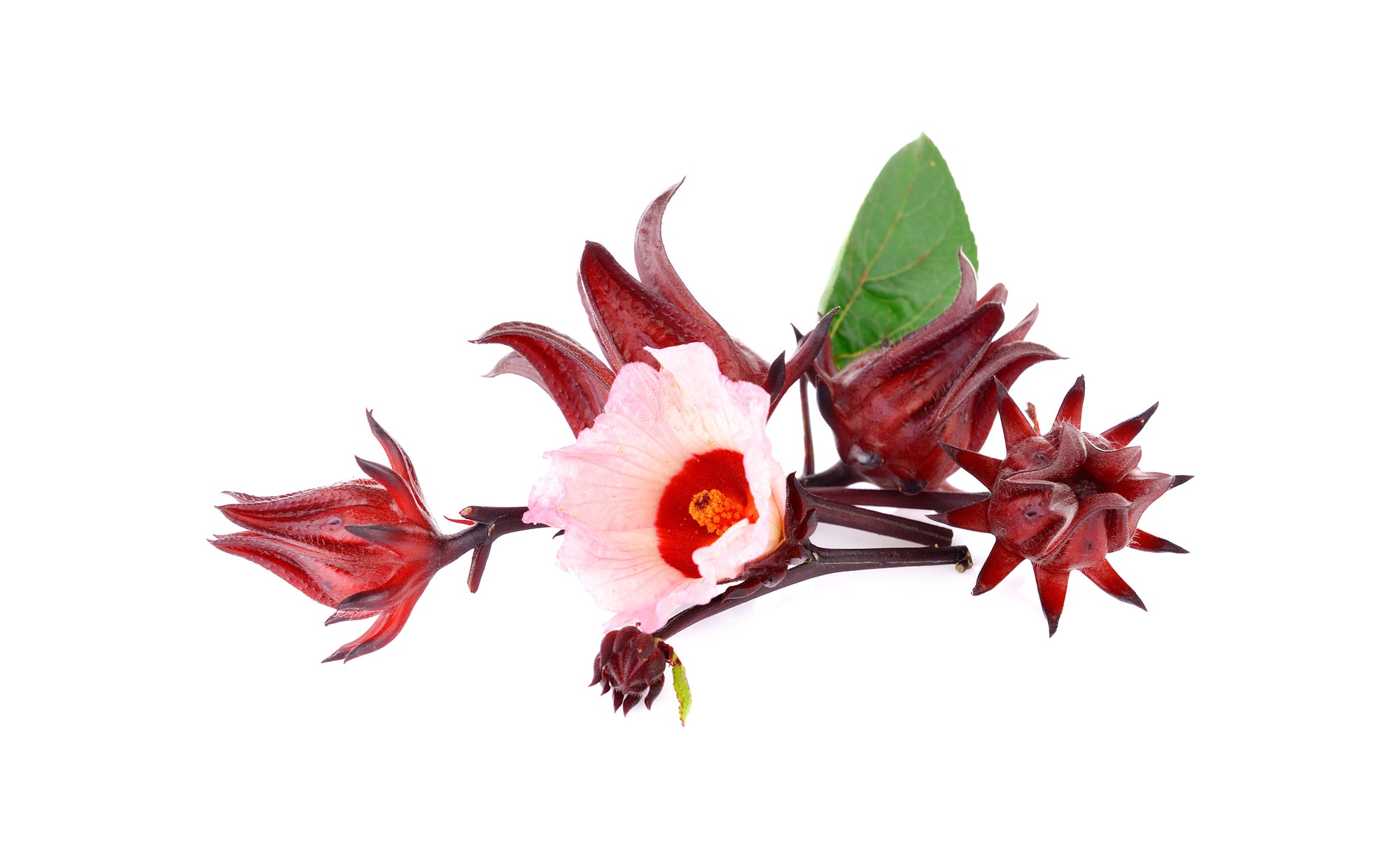 Wirkstoffkunde Hibiskus