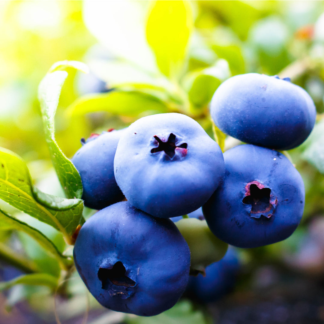 Du liebst saisonale und regionale Produkte?