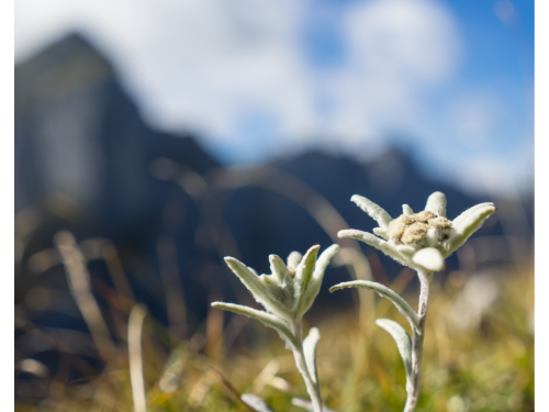 edelweiss.png__PID:ede1f466-905b-4df4-a32d-3ba00f87a36b